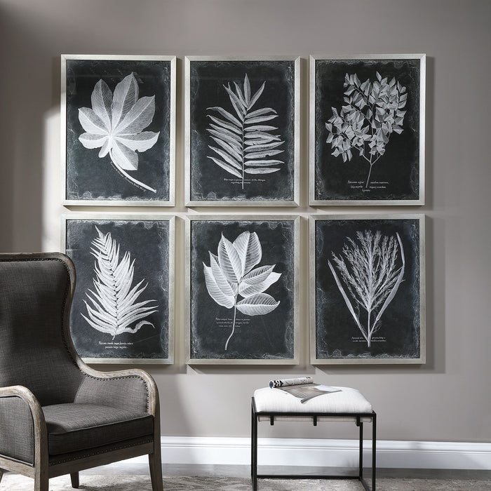 Foliage - Framed Prints (Set of 6) - Black