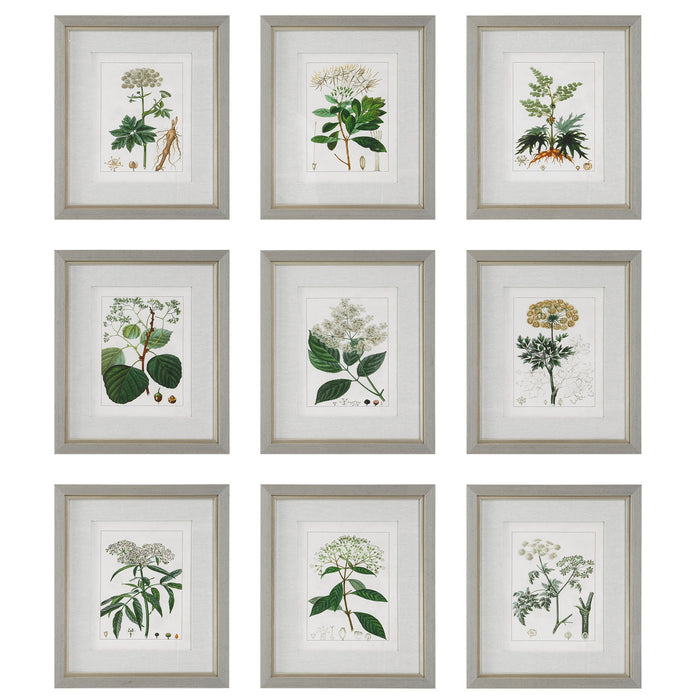 Antique - Botanicals Framed Prints (Set of 9)
