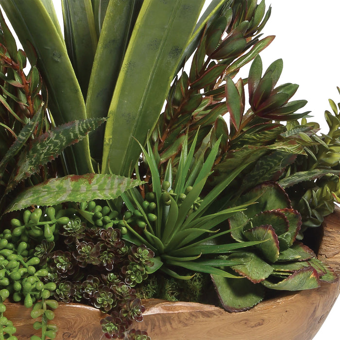 Salar - Succulents In Teak Bowl - Light Brown