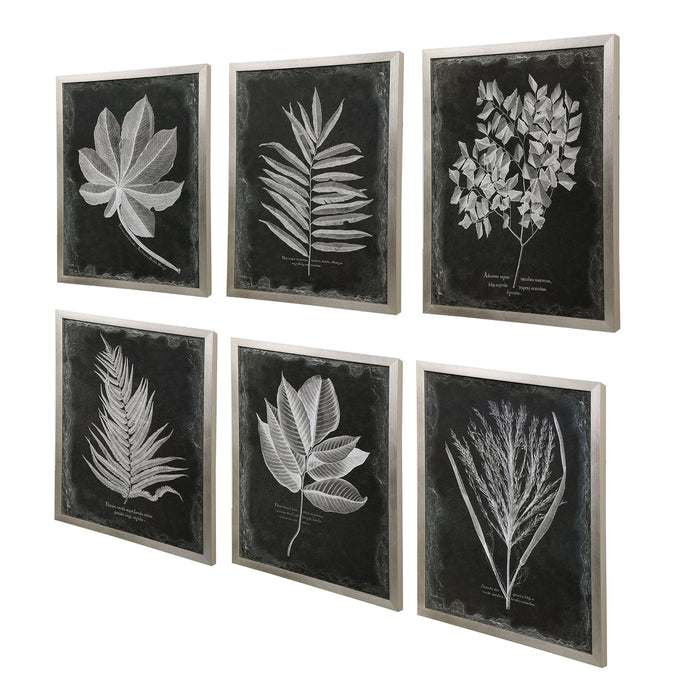 Foliage - Framed Prints (Set of 6) - Black